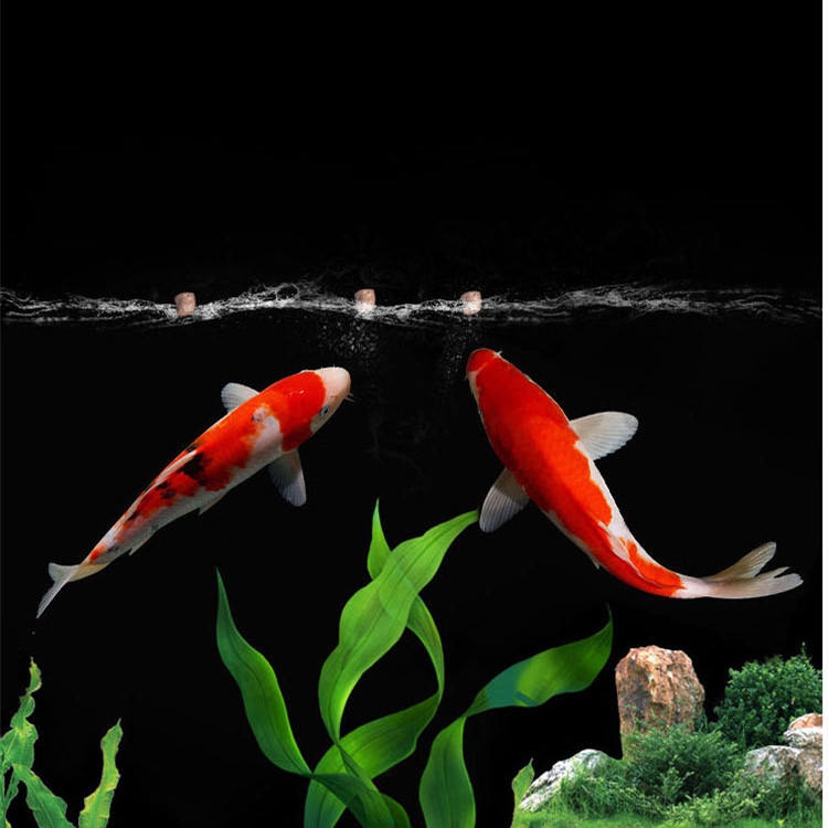 Toptan ihracat yüksek kaliteli - Aquarium Fish Exporter incelemesi ve fiyatı